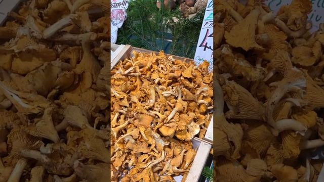 Рынок в Каннах грибы смотреть онлайн