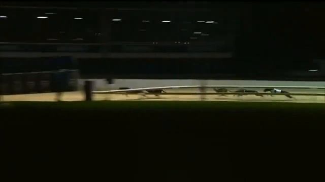 Bubbly Panther Coming 3rd In Trap 3 At Romford Tonight. Xxx✈️✈️✈️