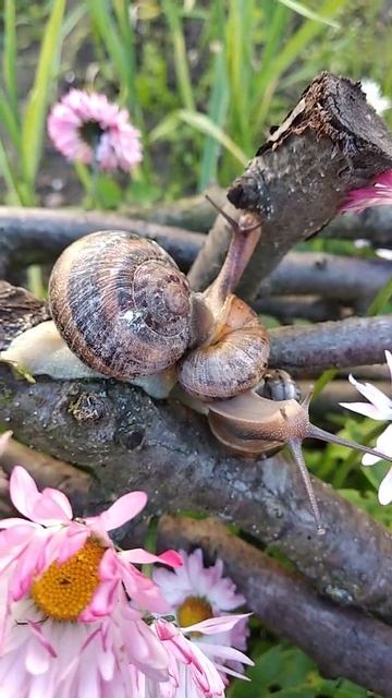 Helix aspersa muller 🐌 або виноградний равлик. смотреть онлайн