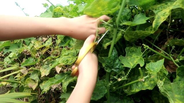 How to grow banana tree from banana flower , extremely easy for everyone смотреть онлайн