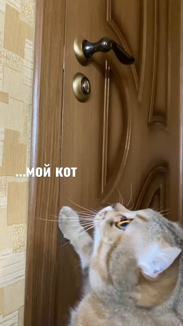 Жиза. Для кота надо чтобы все двери были открыты! 😸 #artemk0 #кот #жиза #двери смотреть онлайн
