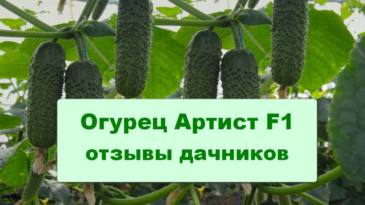 Огурец Артист F1 отзывы дачников смотреть онлайн