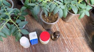 5 КАПЕЛЬ и рассада вмиг станет ТОЛСТЫМ КРЕПЫШОМ, Лучшее средство для рассады Томатов Перцев Огурцов