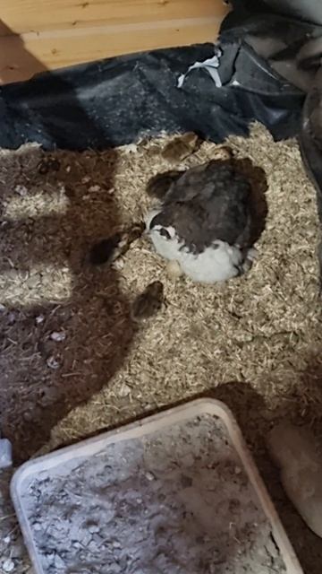 #shorts quail mom with her chicks смотреть онлайн