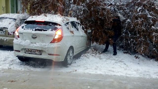 Воронеж, рухнувшее дерево накрыло три машины. смотреть онлайн