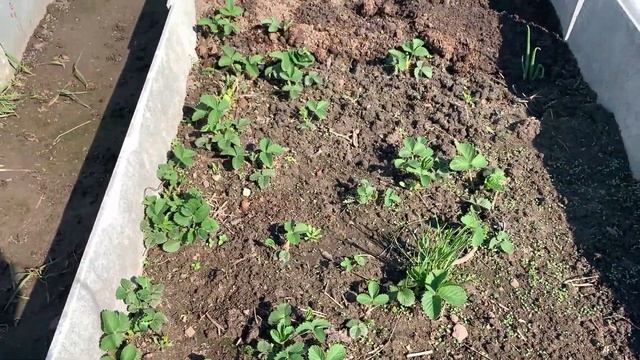 Клубника смотреть онлайн