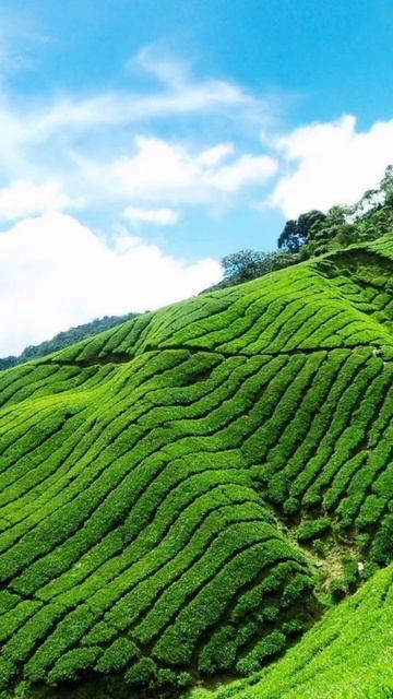 Tea photography #shorts #nature #tea #honorvlog смотреть онлайн