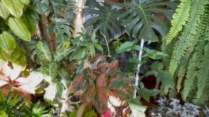 Джунгли в квартире.