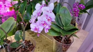 Орхидеи в нагрузку Гнилыми 5 лет назад отдали. Семейство Мики Сакур. Изменения.
