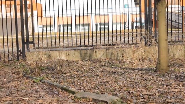 Городская жизнь птичек.The urban life of birds.09.04.2024. смотреть онлайн