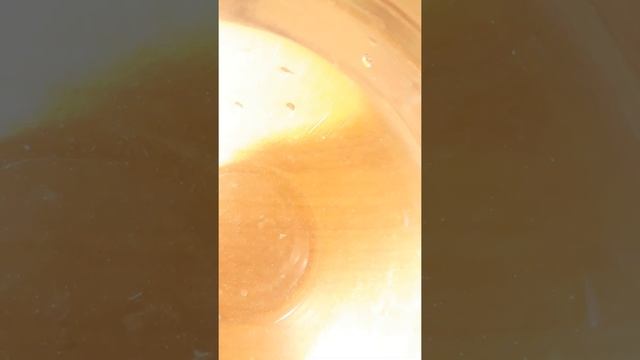 петушок( Бойцовая рыбка )