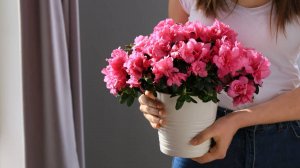 Красивоцветущие комнатные растения марта