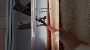 драконы из тт) надеюсь вам понравилось✨🐲