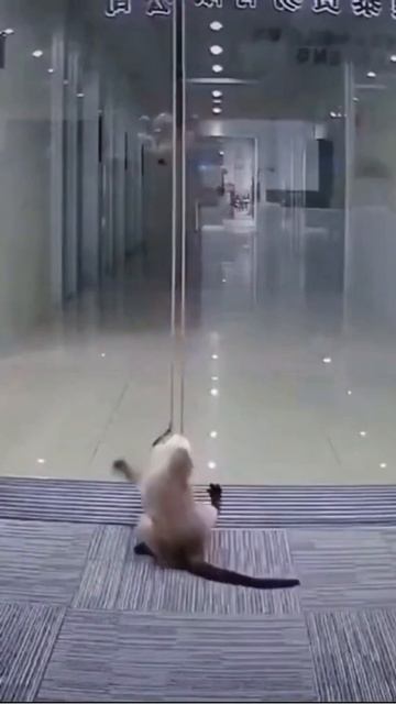 Cat stuck in Sliding Door - Animals In The World смотреть онлайн