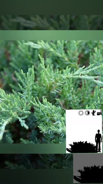 Можжевельник казацкий Блю Дануб "Blue Danube" смотреть онлайн