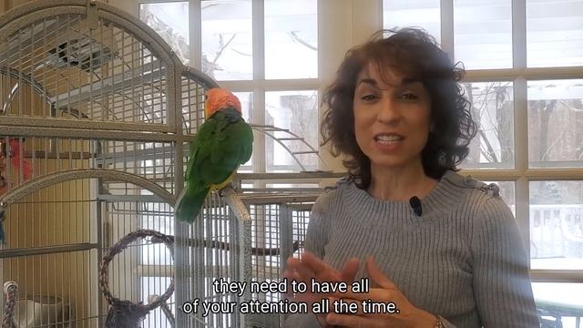 Do Caiques Make Good Pets? | Tips for Bird Owners смотреть онлайн