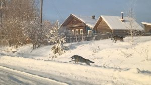 ВОЛКИ ВОЗЛЕ ДЕРЕВНИ! ОХОТА НА ГЛУХАРЯ И РЯБЧИКА. ПОИСК ТОКОВЬЯ.