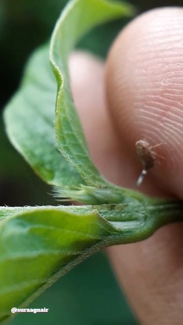 Leaf Hopper: Oops. Leaf has ended. I must make a U turn😁 Aarey forest, Mumbai 😊 смотреть онлайн