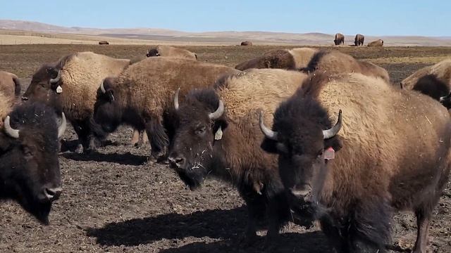 Bison Ladies, Babb, Montana, David Gair, 1-406-250-8682 WhatsApp смотреть онлайн