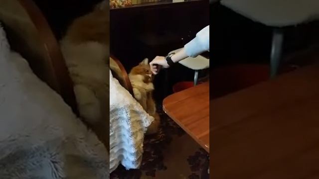 Рыжая Мышь смотреть онлайн