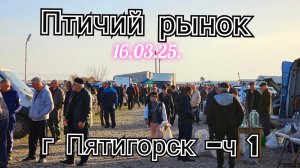 Голуби цены Птичий рынок г Пятигорск - ч1