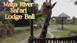 Сафари отель на Бали. Mara River Safari Lodge Bali