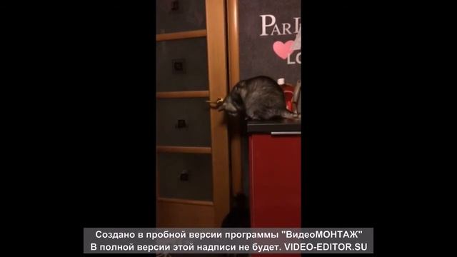 Хрюша открывает дверь Васе :) Приколы с кошками. смотреть онлайн