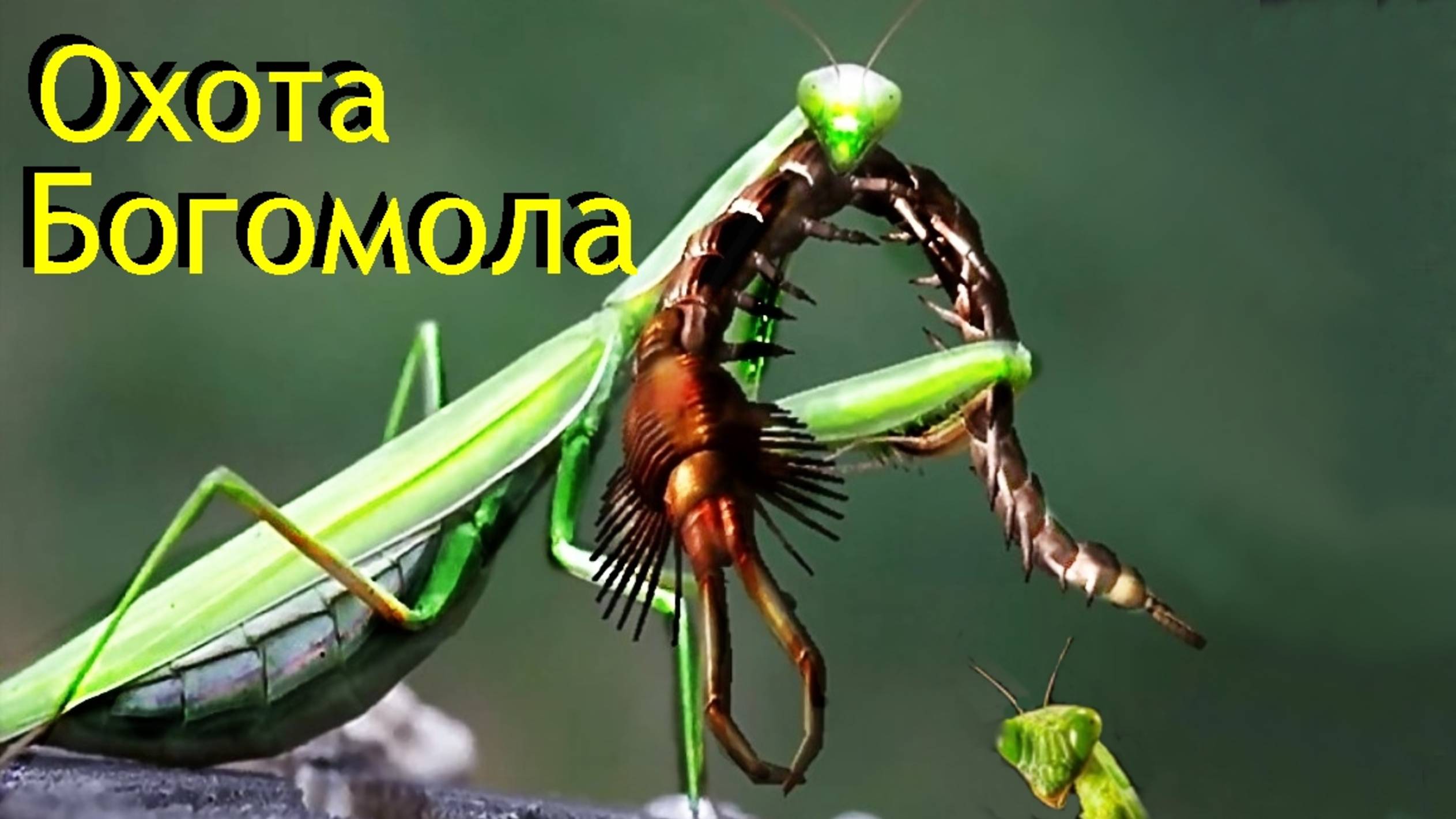 Богомол беспощадный и безжалостный-вышел на тропу войны. смотреть онлайн