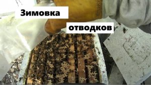 Зимовка отводков в 2025г