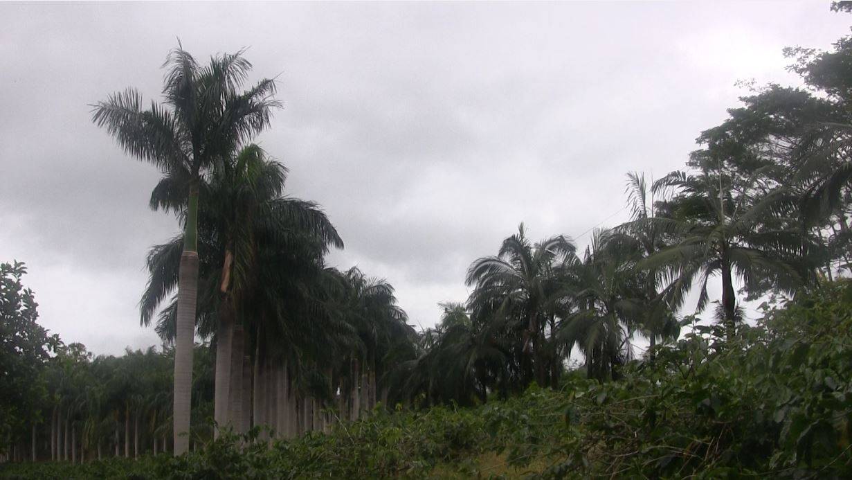 о.Маврикий. Смотровая площадка и окрестности (20.02.2024г.)