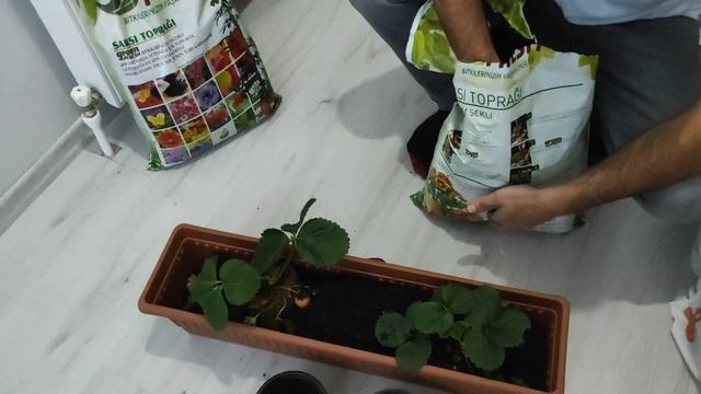 BASİT ÇİLEK DİKİMİ / 1 SENEDE 12 KG ÇİLEK TOPLAYACAĞIZ! #çilek #bahçe #vlog #vlog #çilek #bahçe смотреть онлайн