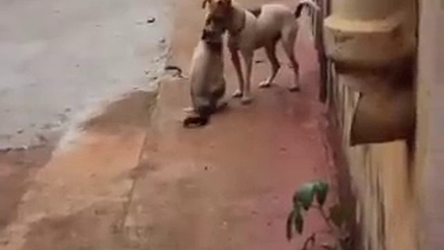O Cachorro Comeu A Gata