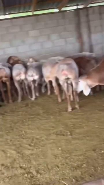 Франкель🔥Самый дорогой кочкор🔥 #arashan #gissar #sheep #бараны #овцы #мясо #порода #shorts смотреть онлайн