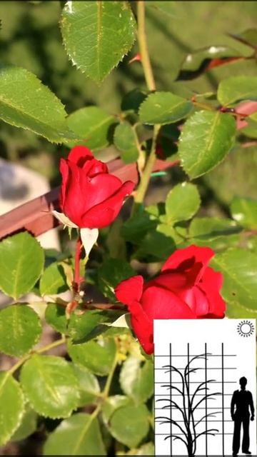 Роза Симпатия "Sympathie" смотреть онлайн