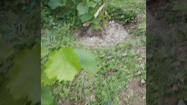 Виноград в Приморском крае! Формирую однолетние кусты🍇 весь сентябрь и т.д. и т.п. смотреть онлайн