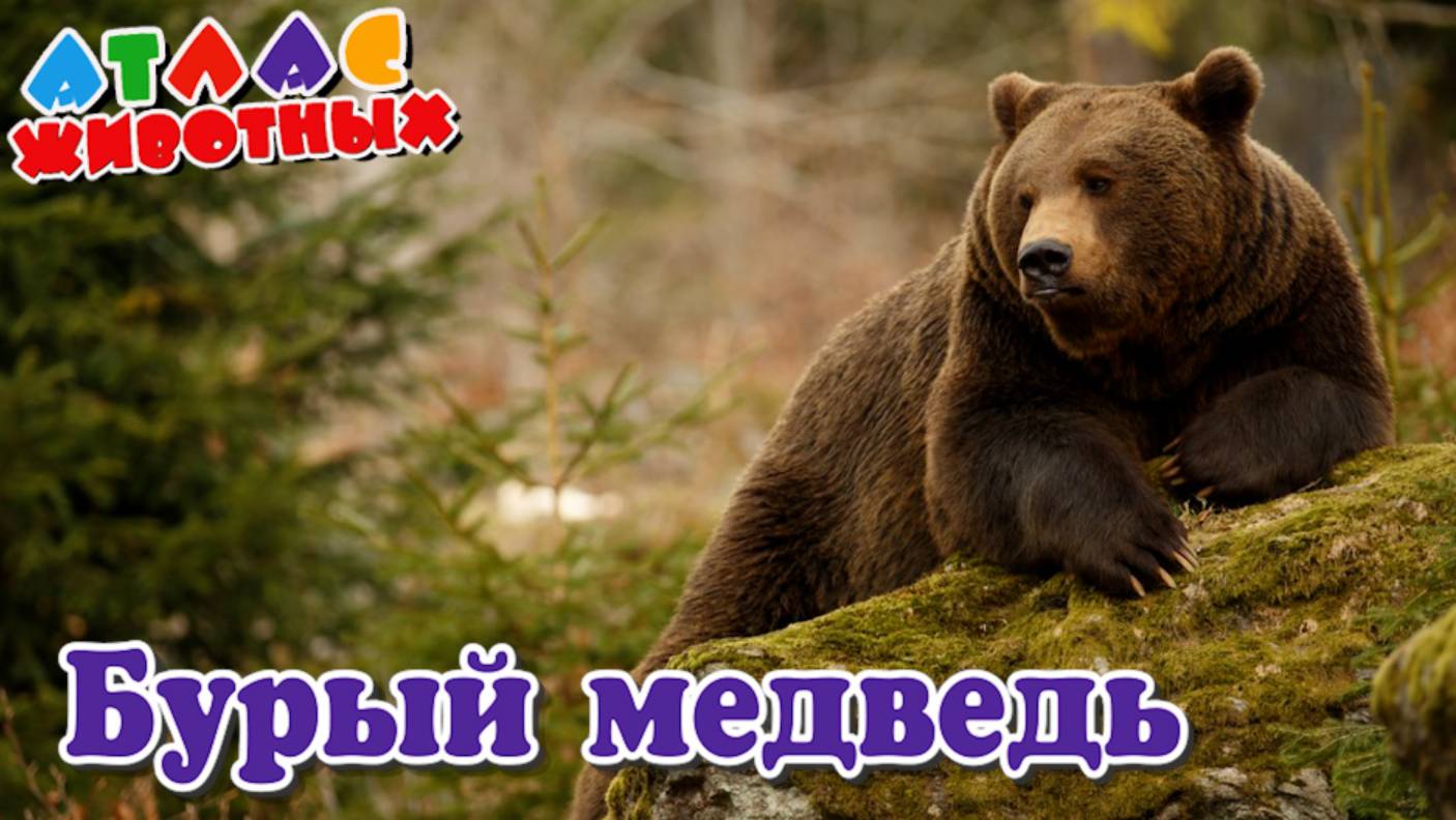 Бурый медведь Атлас Животных смотреть онлайн