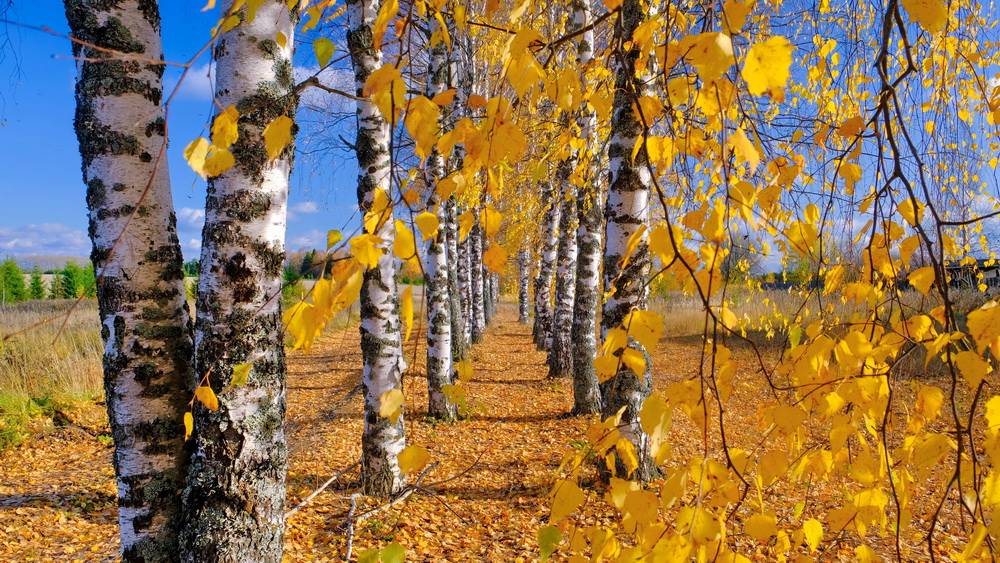 Богородский район. смотреть онлайн