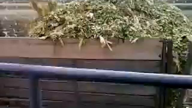 уборка силоса