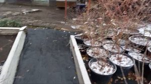 Зимостойкие сорта голубики. Выводы!!!