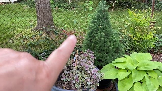 New Plants For The Shade Garden - Plant Haul!!! - ❤️🌸❤️🌺❤️