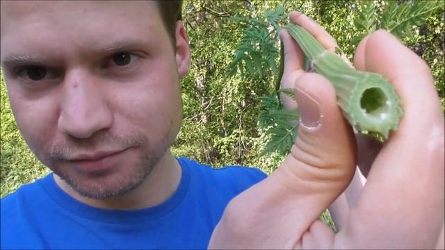 Essbare Wildpflanzen 14. (Wiesen Kerbel) смотреть онлайн