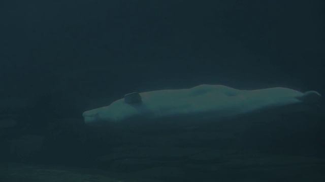 Beluga смотреть онлайн