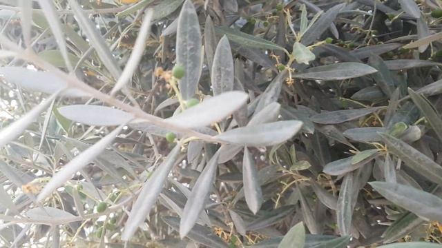 SPRINGTIME ISRAEL: Goodmorning Israel,Olive Tree White Blossom 😙😙😙