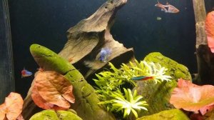 Апистограмма электрик блю баллон