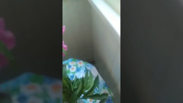 БАБОЧКА ПАВЛИНИЙ ГЛАЗ(2)