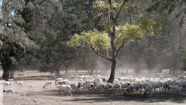 15 Free Luts Pack By IGNASIUS - Adobe Premiere Pro