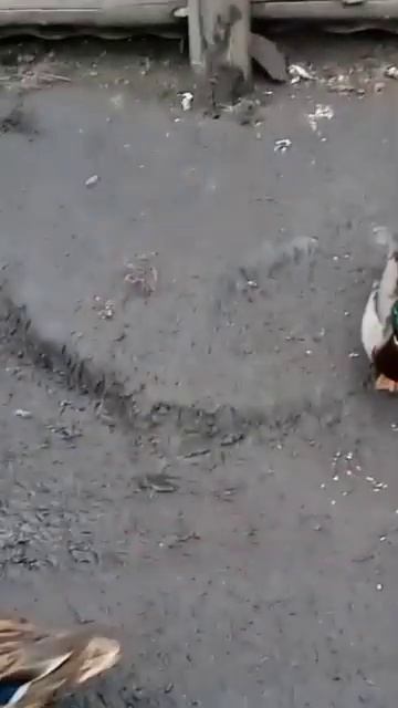 подсадные утки# охота🦆 весной#подсадные