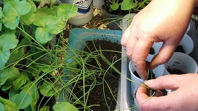 153. Пикирую лук эксибишен по стаканчикам. смотреть онлайн