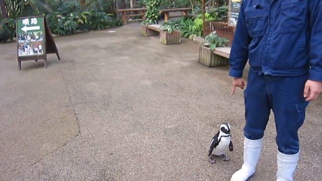 Пингвинчик не может без меня