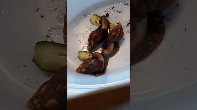 Ахатины трапезничают) маленькие улитята)